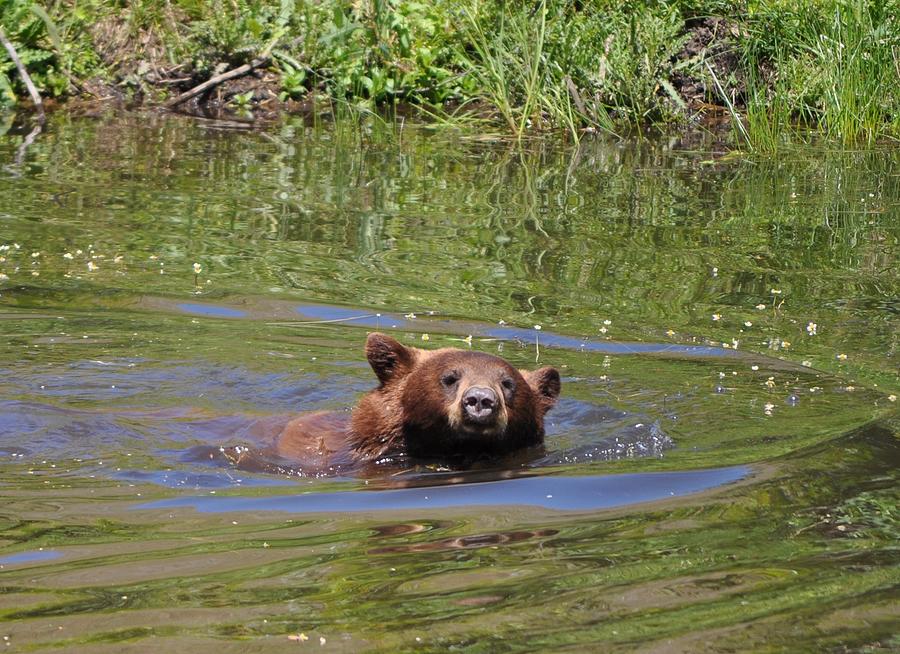 Bear in the Water Photograph by Mike Helland