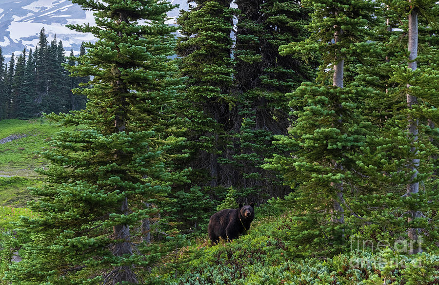 Bear In The Woods Mount Rainier National Park Photograph