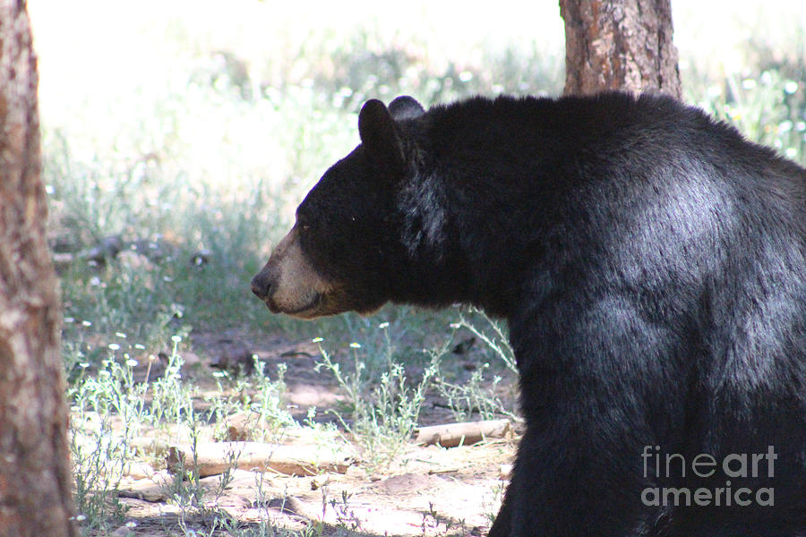 Bear In Thought Photograph