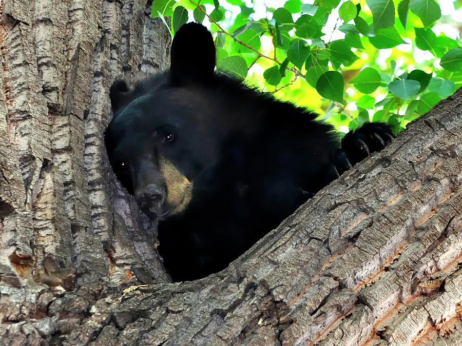 Bear In Tree Wishing Not Photograph by Jerry Sodorff