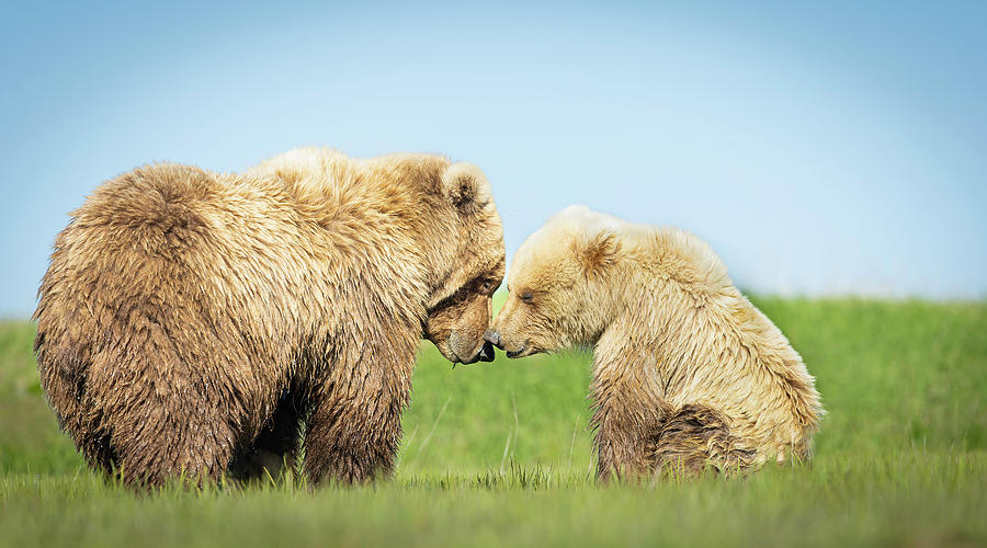Bear Love Photograph by Fran Gallogly