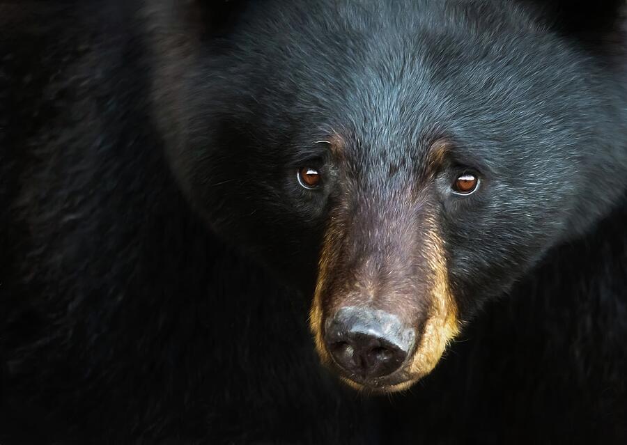 Bear Necessity Photograph by Tracy Munson