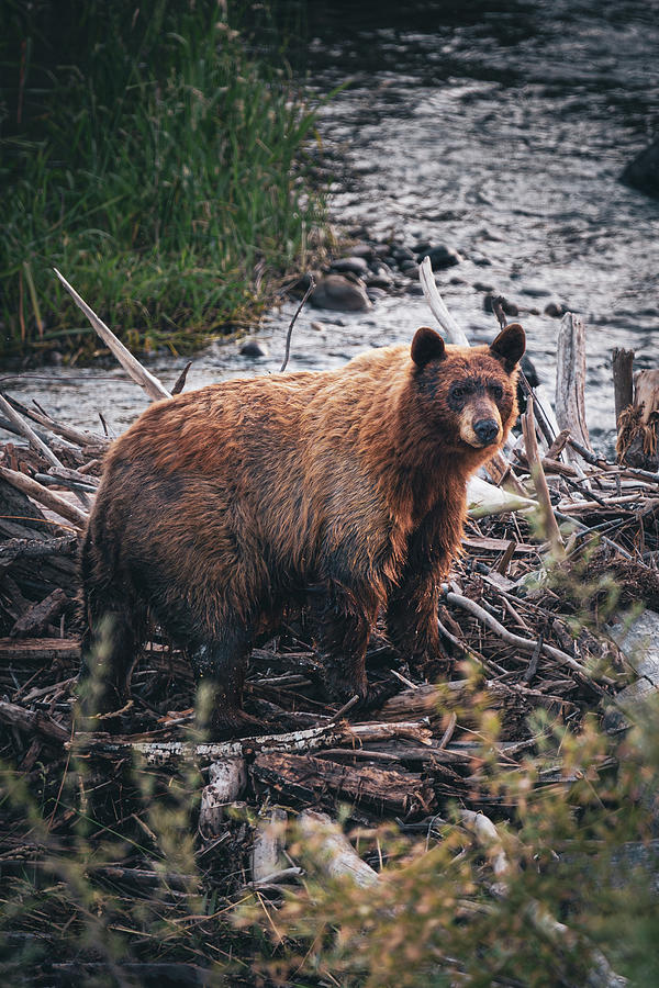 Bear on the Beaver Dam Photograph by Brian Anderson Bear on the Beaver Dam Photograph by Brian Anderson