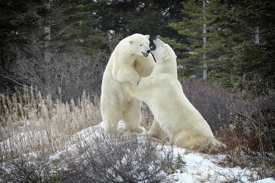 Bear Pair Talking Photograph by Coby Cooper