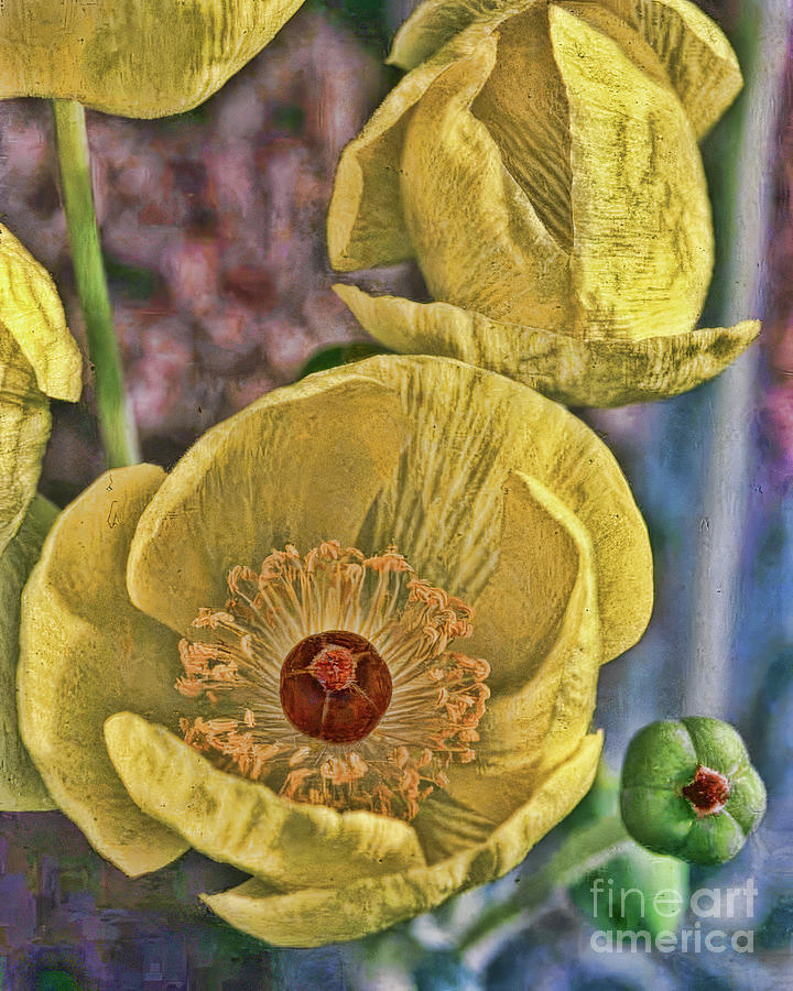 Flowers Still Life Photograph - Bear Paw Poppy by Brenton Cooper