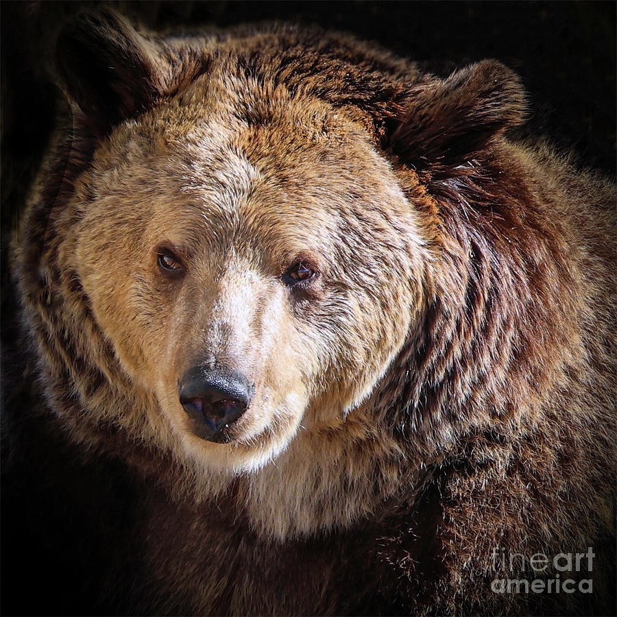 Bear Portrait Photograph by Shirley Dutchkowski