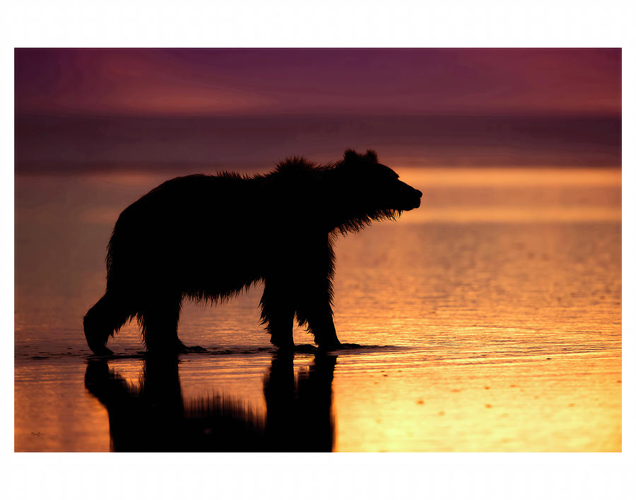 Bear Pose Photograph by Phyllis Burchett