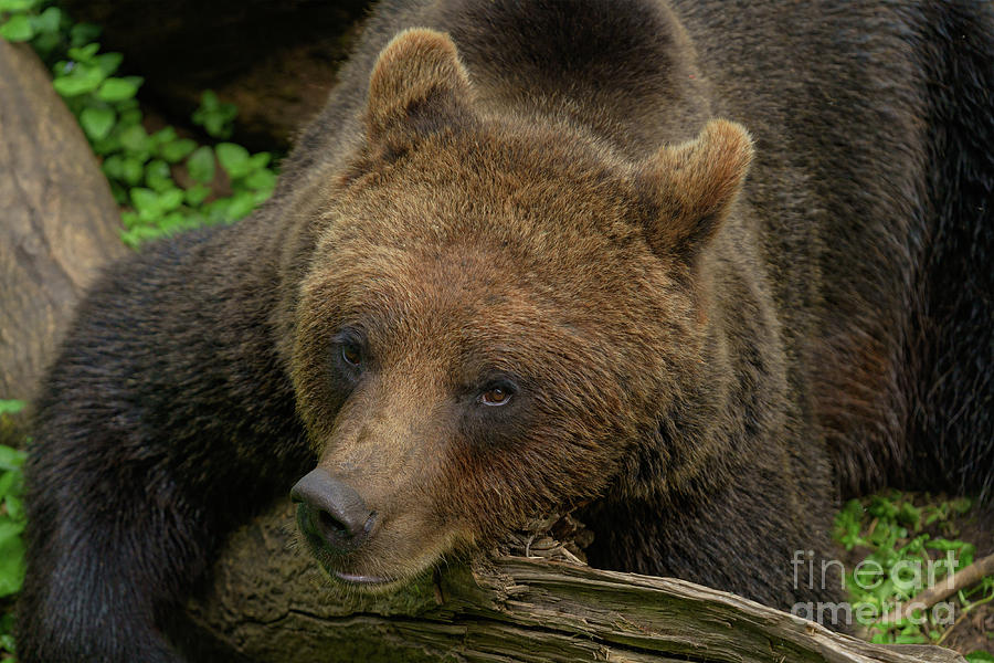Bear Resting His Head Photograph