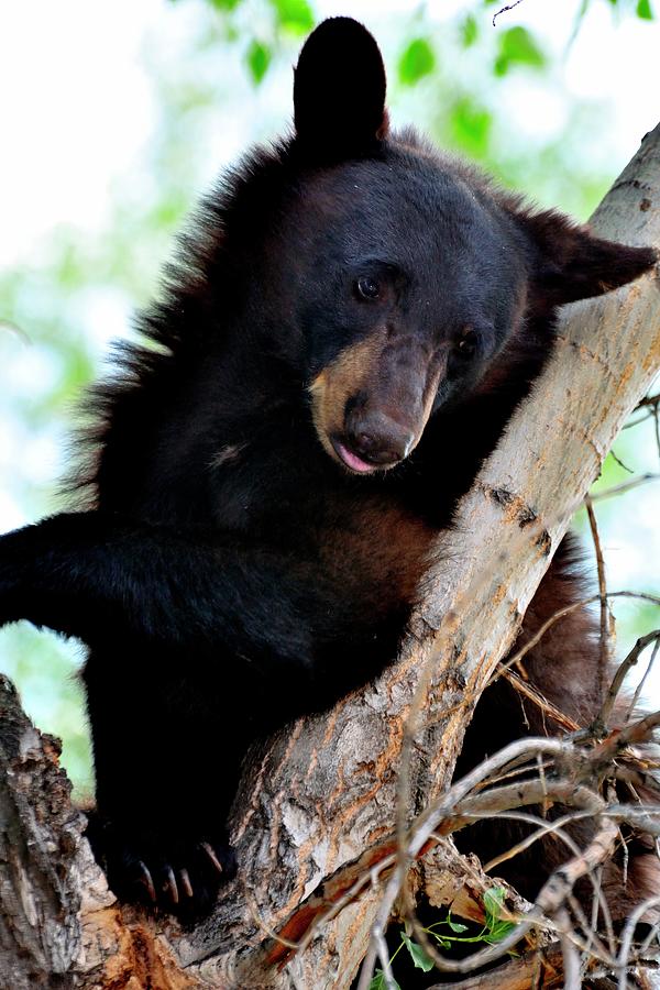 Bear Resting In Tree Photograph by Jerry Sodorff