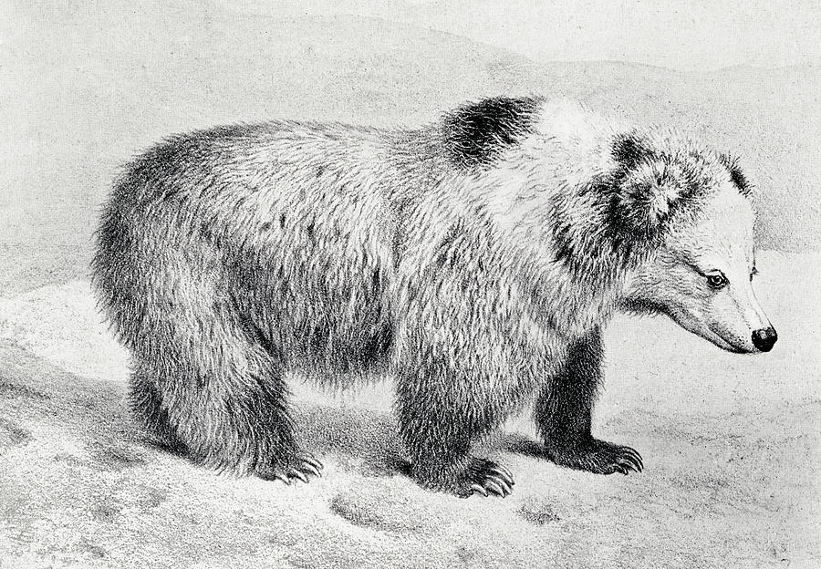 Vintage Drawing - Bear by Richard Lydekker