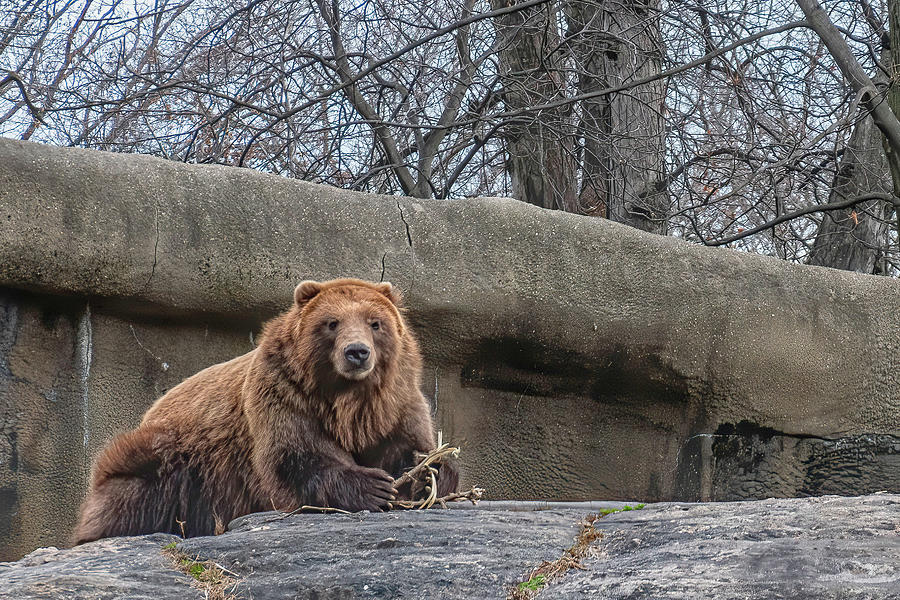 Bear Photograph - Bear by Sandi Kroll