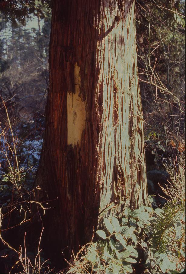 Bear Scratches on Tree Photograph by Lawrence Christopher