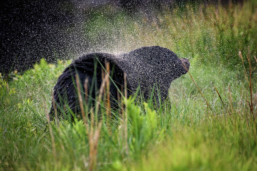 Bear Shake Photograph by Fon Denton