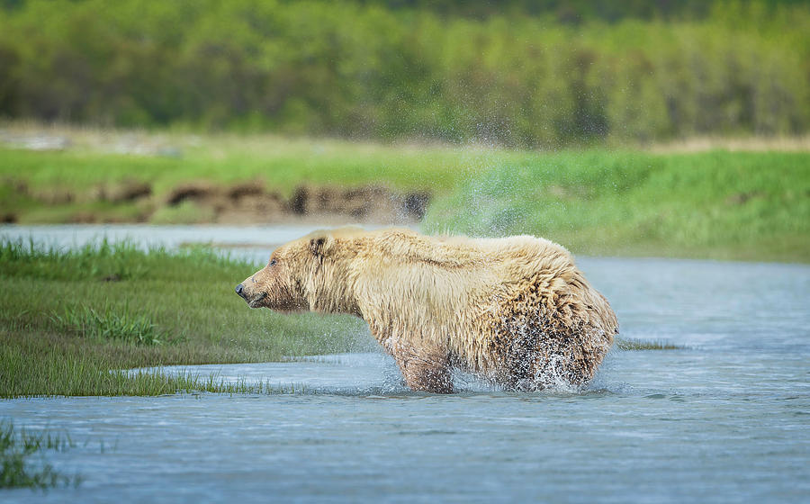 Bear Shaking Off Water Photograph by Fran Gallogly