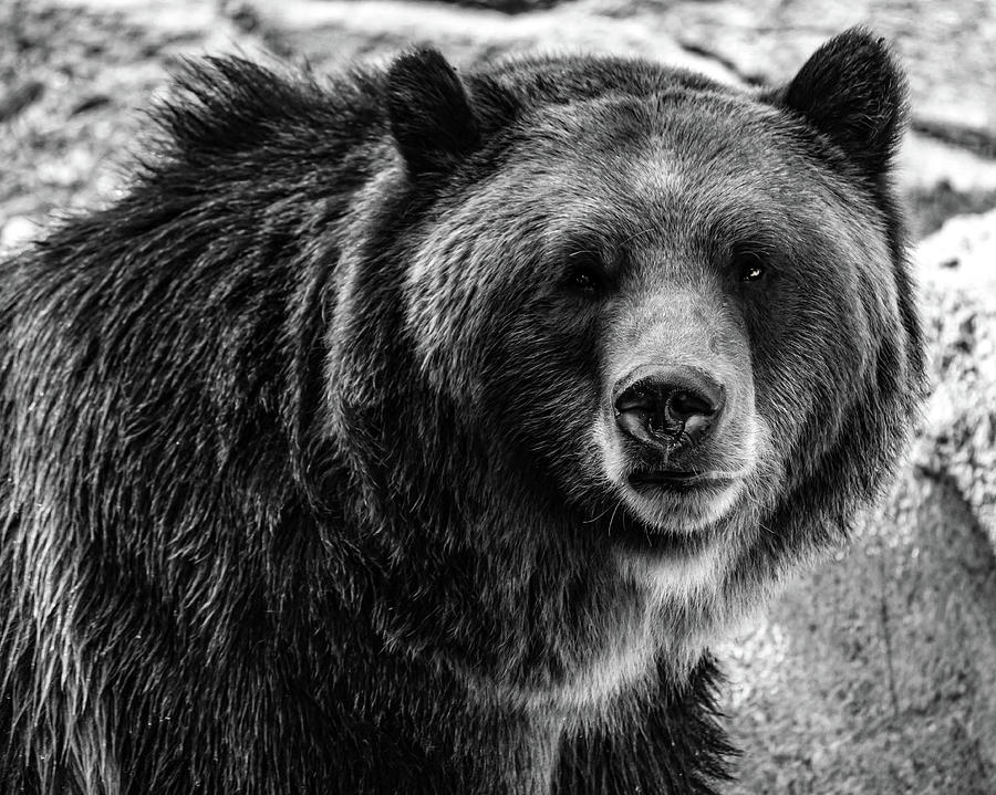 Bear Photograph by Shane Hall - Fine Art America