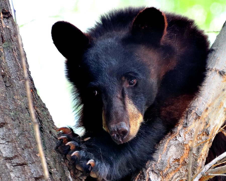 Bear Thinking 2 Photograph by Jerry Sodorff