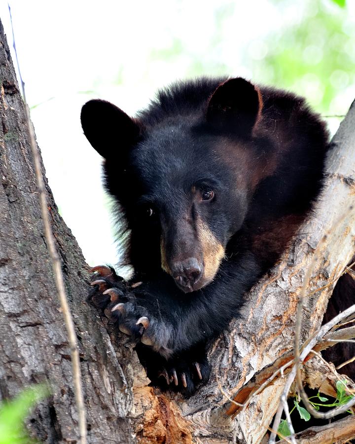 Bear Thinking Photograph by Jerry Sodorff
