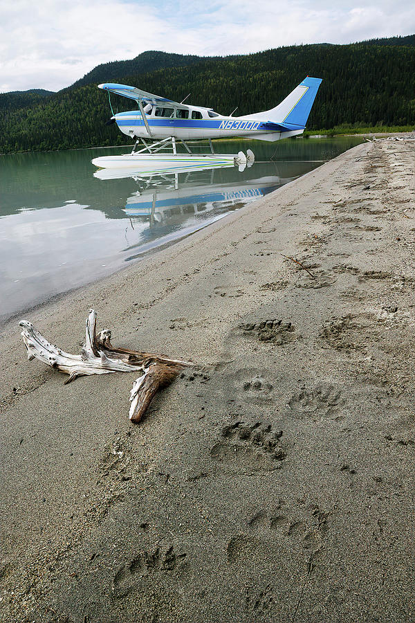 Bear Tracks in Alaska  Photograph by Cheryl Strahl