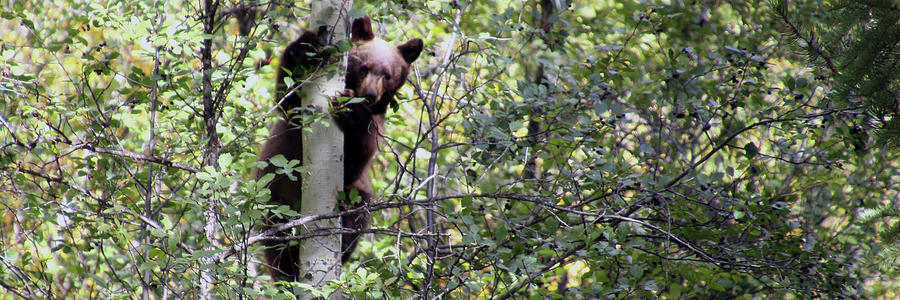 Bear up a Tree Photograph by Michael Riley | Fine Art America