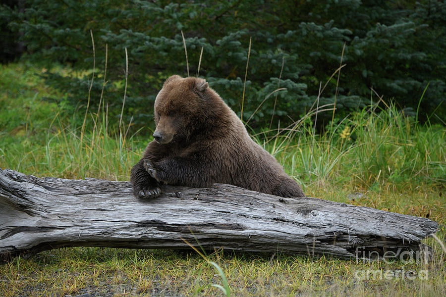 Bear Yoga Photograph by Patrick Nowotny