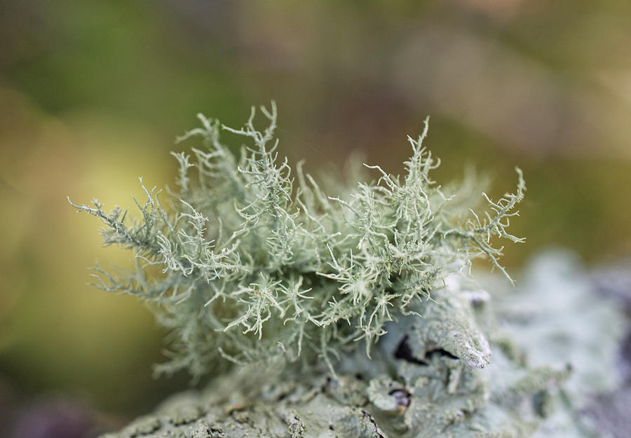 Beard Lichens Photograph
