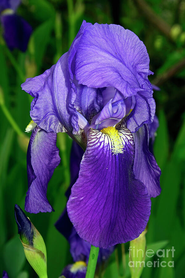 Bearded blue iris Photograph by Tibor Tivadar Kui - Pixels