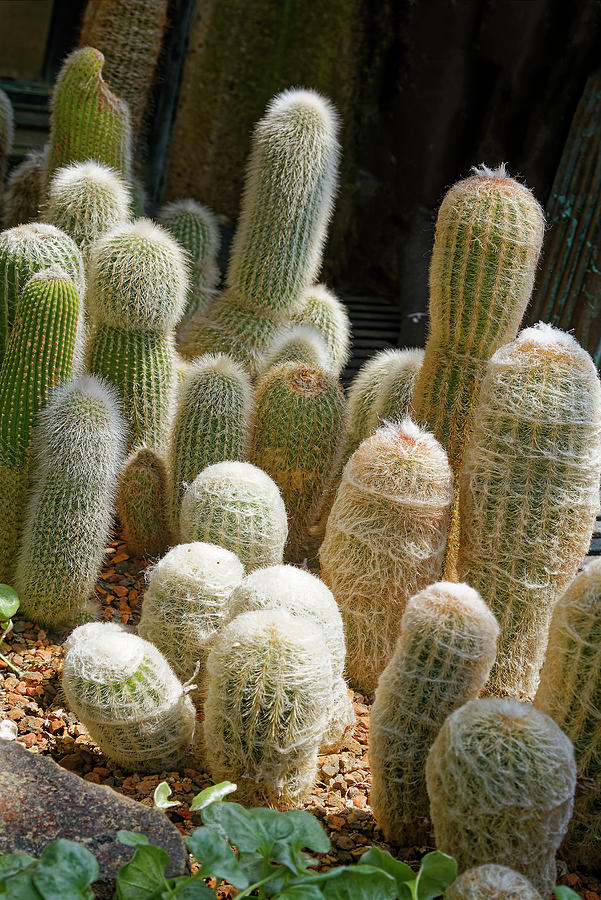 Bearded Cacti Photograph by Sally Weigand