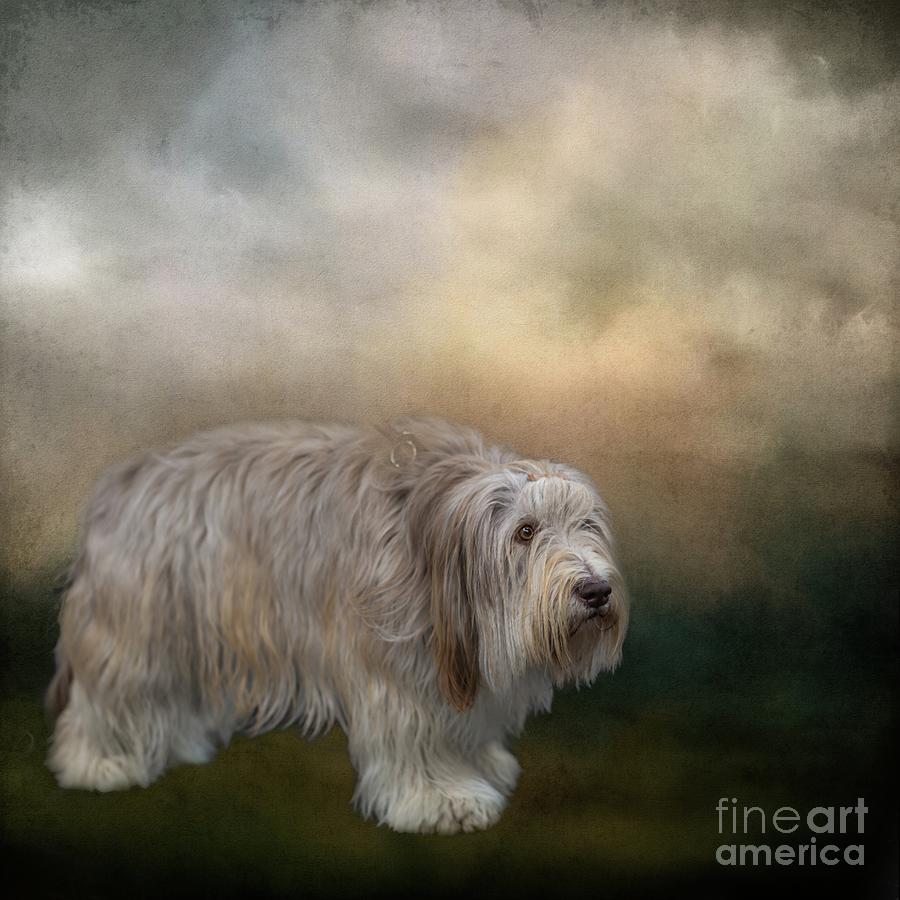 Bearded Collie Photograph by Eva Lechner