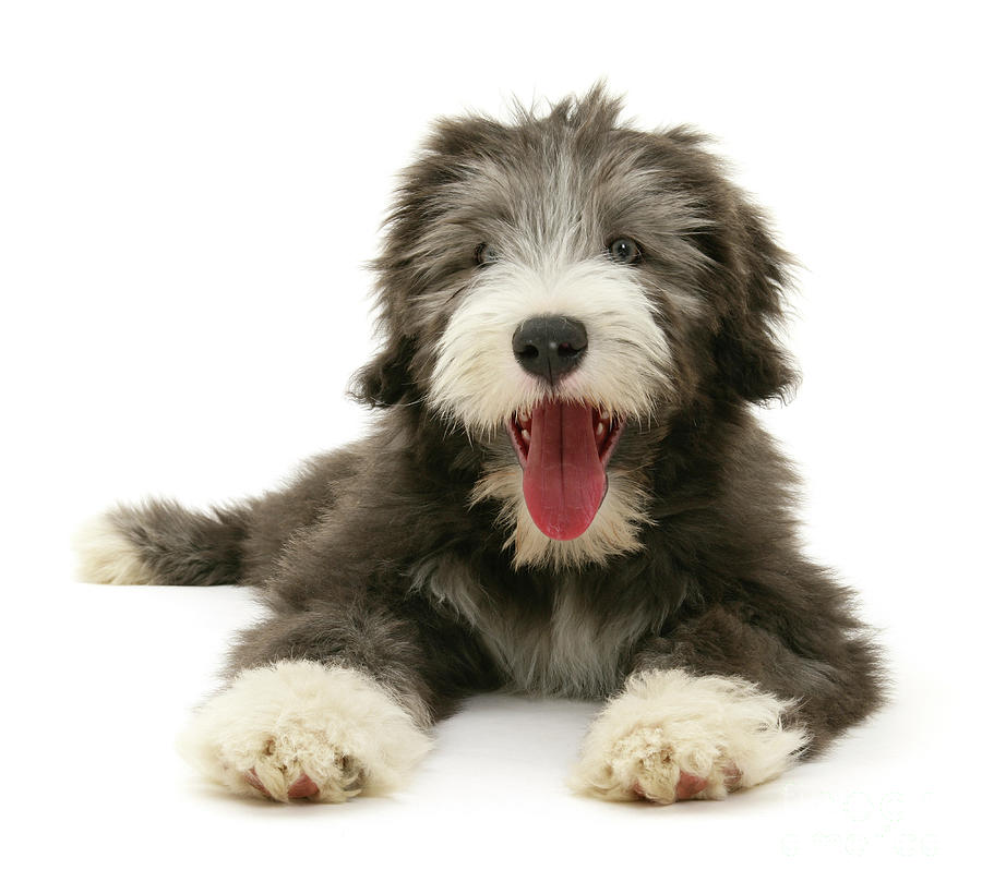 Bearded Collie pup Photograph by Warren Photographic