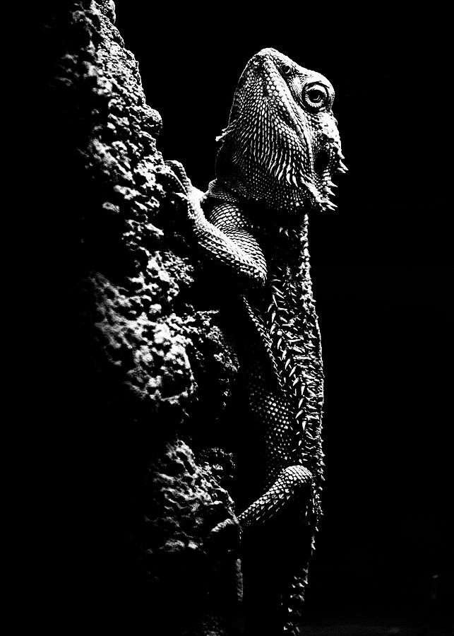 Bearded Dragon Photograph by Hakon Soreide