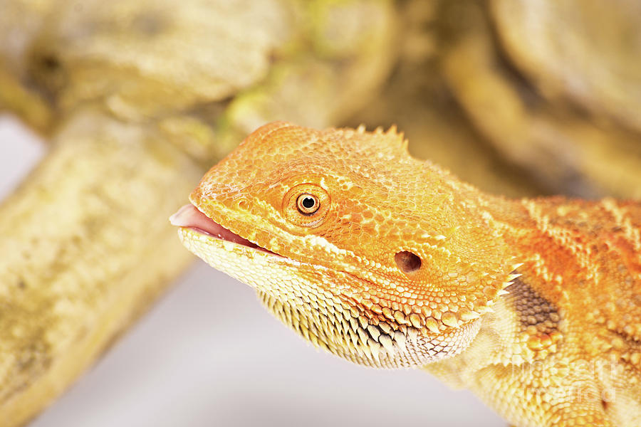 Bearded dragon with tongue out Photograph by Mendelex Photography