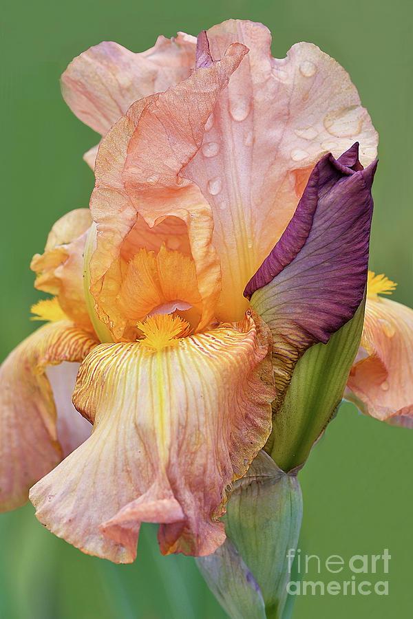 Flower Photograph - Bearded Iris and Bud-Cascade Splendor by Regina Geoghan