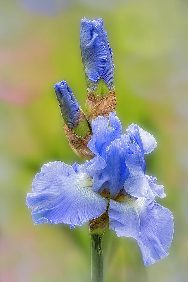 Bearded Iris And Buds Photograph by Susan Candelario
