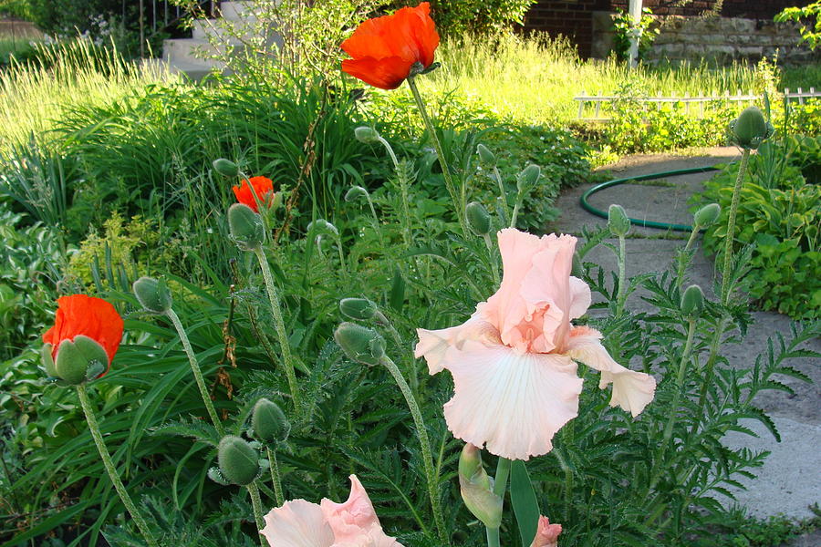 Bearded Iris and Poppies. Photograph by Anthony Seeker
