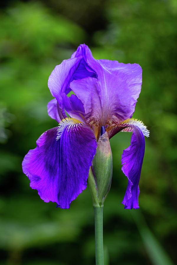 Bearded Iris Photograph by Charles Hite