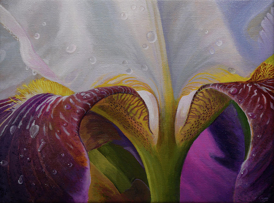 Bearded Iris Painting by Charles Owens