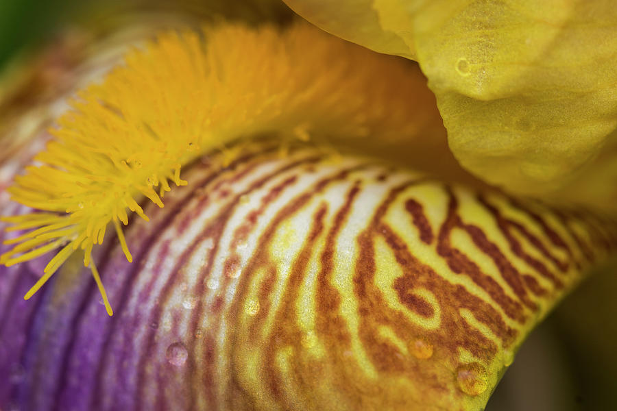Bearded Iris Close Up Photograph by Robert Potts