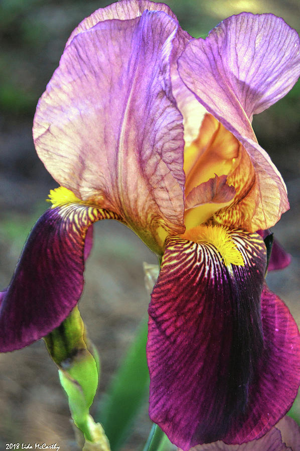 Bearded Iris Enhanced Photograph by Linda McCarthy