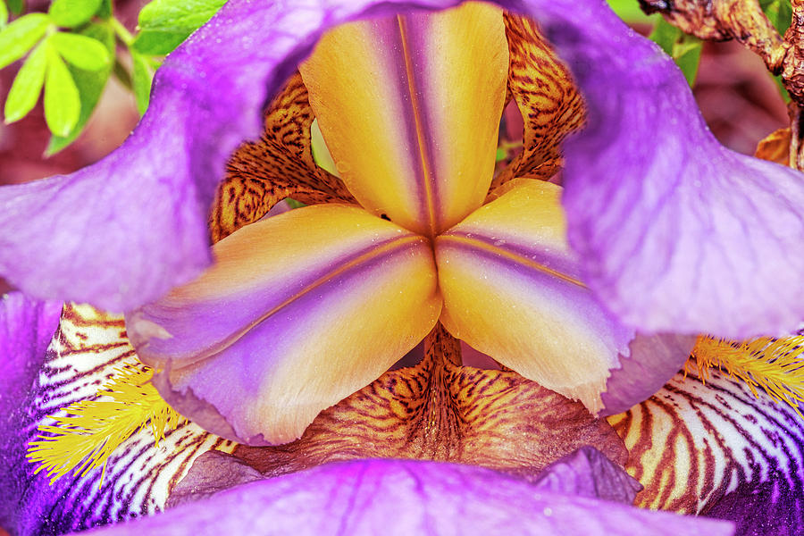 Bearded Iris Photograph by Eunice Gibb