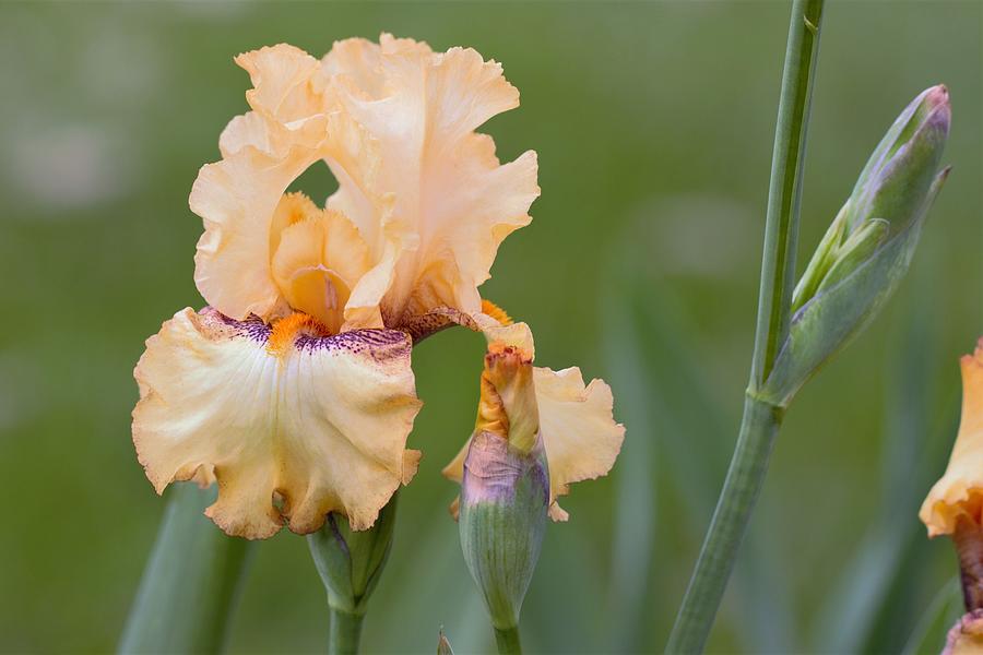 Bearded Iris Flower Photograph