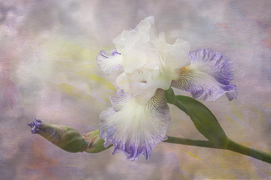 Bearded Iris gnuz Spread Photograph
