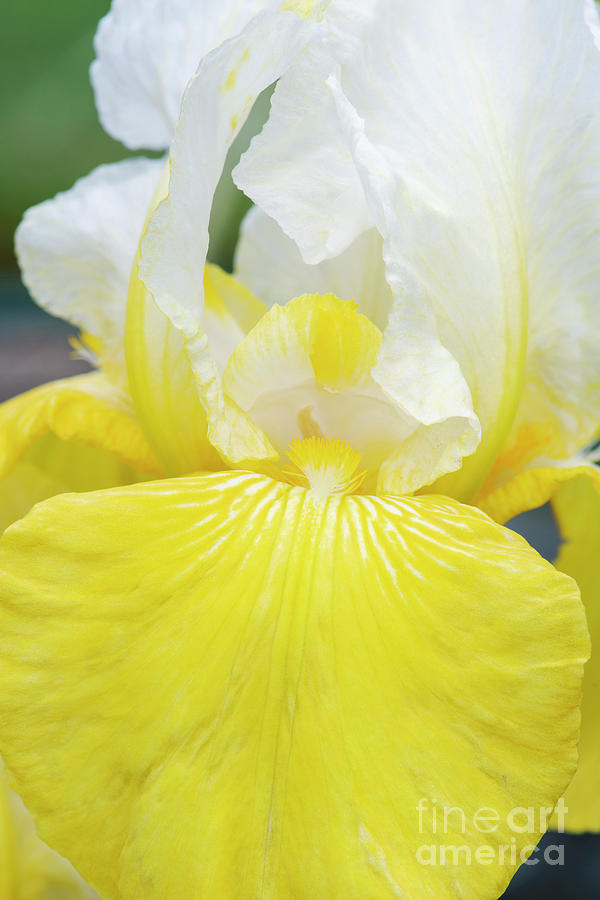 Bearded Iris Gold Frost Flower Photograph by Tim Gainey