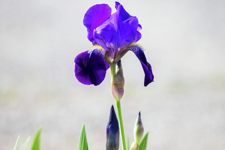 Bearded Iris in the Park Photograph by Debra Martz