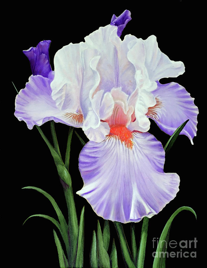 Bearded Iris Painting by Jimmie Bartlett