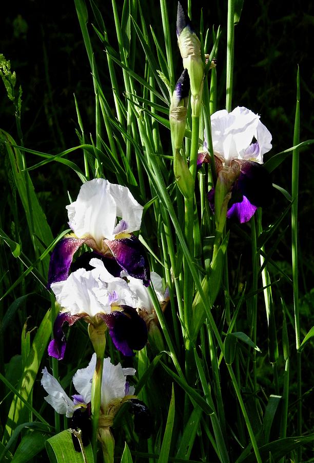 Bearded Iris Photograph by Kathy Ozzard Chism
