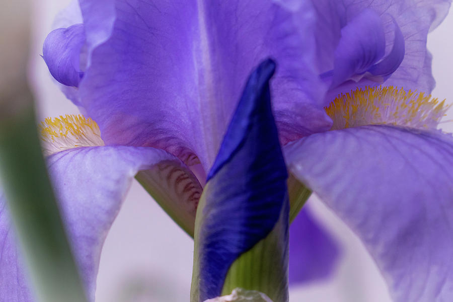 Grape Photograph - Bearded Iris by Linda MacFarland