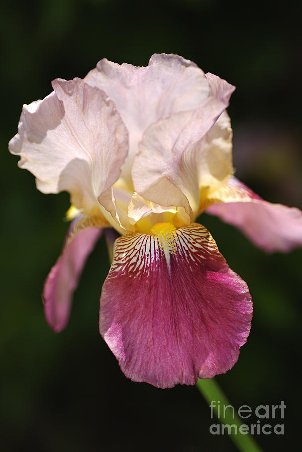 Iris Photograph - Bearded Iris Medium Pink by Joy Watson