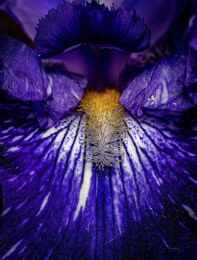 Bearded Iris Photograph by Paul Freidlund
