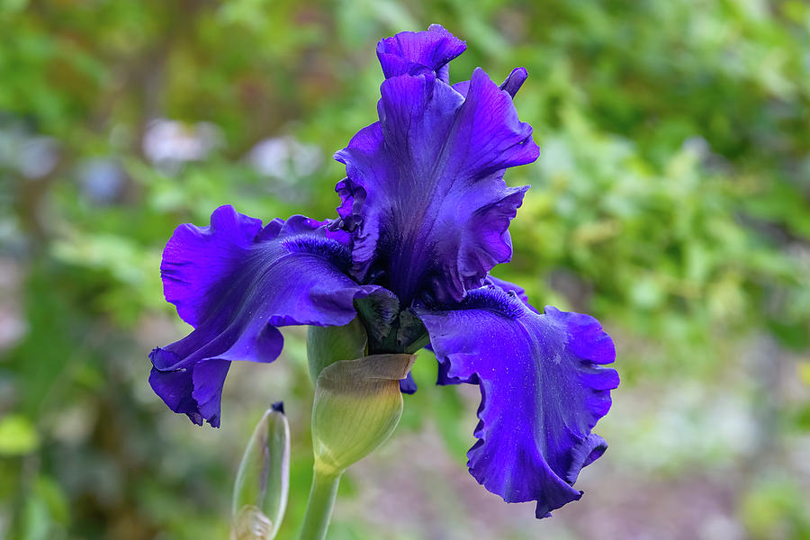 Bearded Iris Purple Photograph by Fon Denton