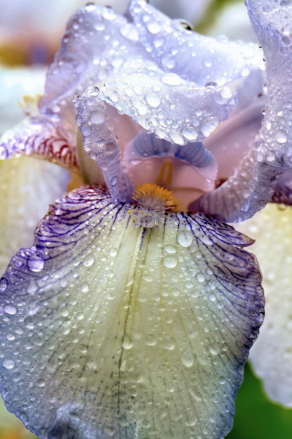 Bearded Iris Quenching Its Thirst Photograph